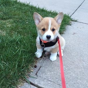 Meet your Posher, Payton